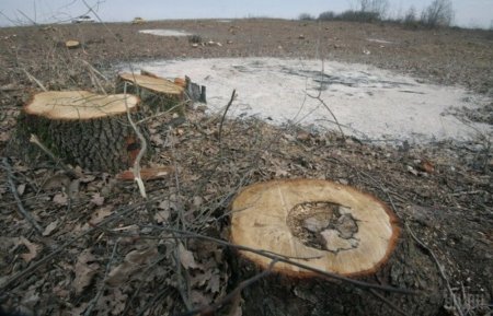 Екологічне лихо: Винищення лісів в Україні