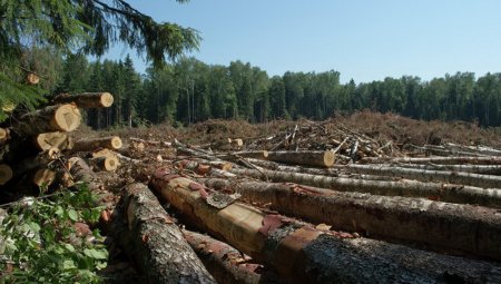 На Прикарпатті викрили незаконну вирубку дерев на 2,5 млн грн