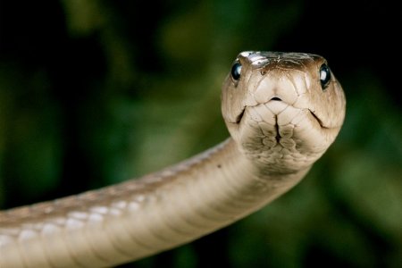 5 порад, як вберегтися від змій та що робити у разі укусу