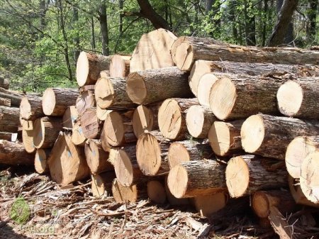 До уваги експортерів: як не втратити ринок деревини Туреччини