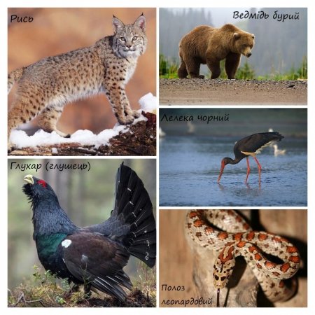 19 травня – Всесвітній день зникаючих видів