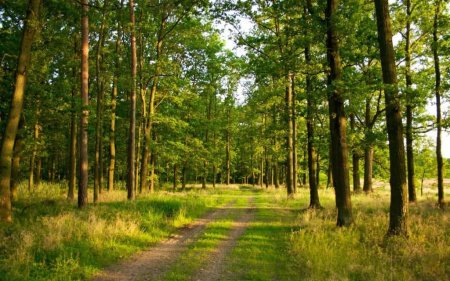 Франківська громада прийняла на баланс 912 гектарів лісового фонду